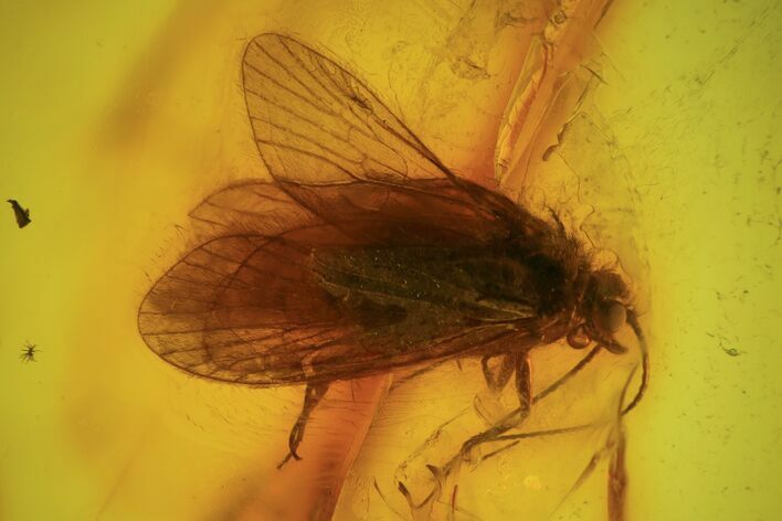 Detailed Fossil Caddisfly (Trichopterae) In Baltic Amber #93904